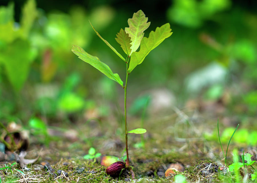 A Young Oak Sprout Sprouting From An Acorn Close-up On A Blurred Green ...