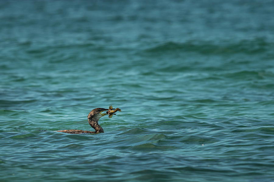 A Young Shag Swimming In The Sea Photograph