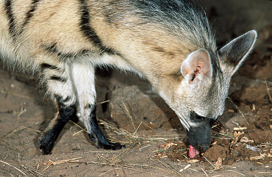 Aardwolf (Proteles cristatus) hunting, side view, Africa #1 Photograph by Martin Harvey