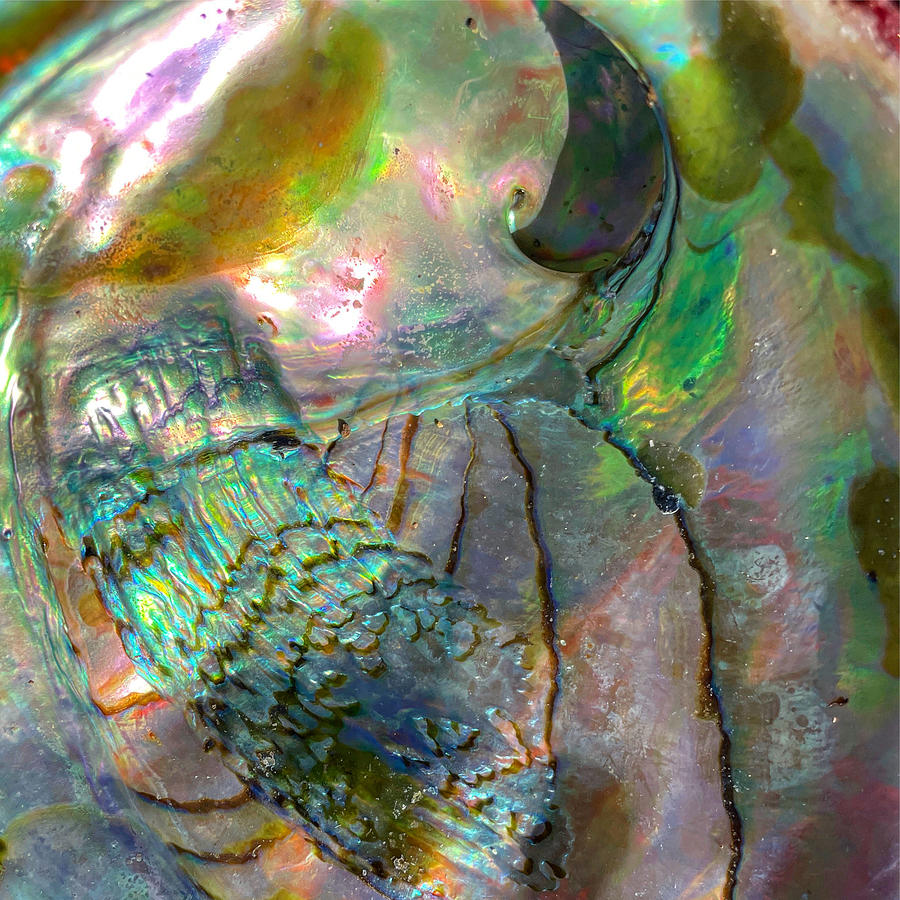 Abalone #1 Photograph by Perry Hoffman