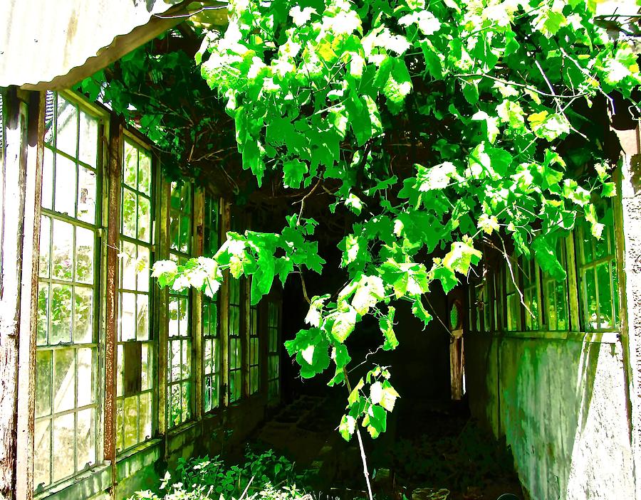 Abandoned Greenhouse #1 Photograph by Stephanie Moore - Fine Art America