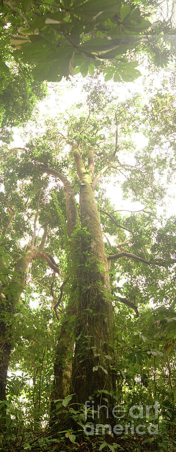 Above The Amazon Photograph