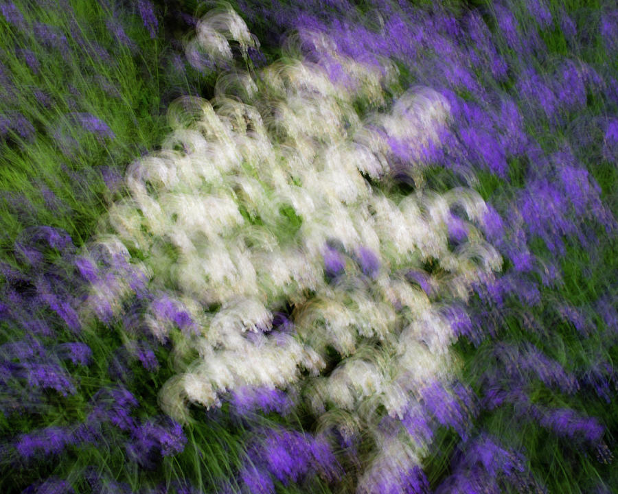 Abstract Beauty #1 Painting by Douglas Allen Abstract Beauty #1 Painting by Douglas Allen