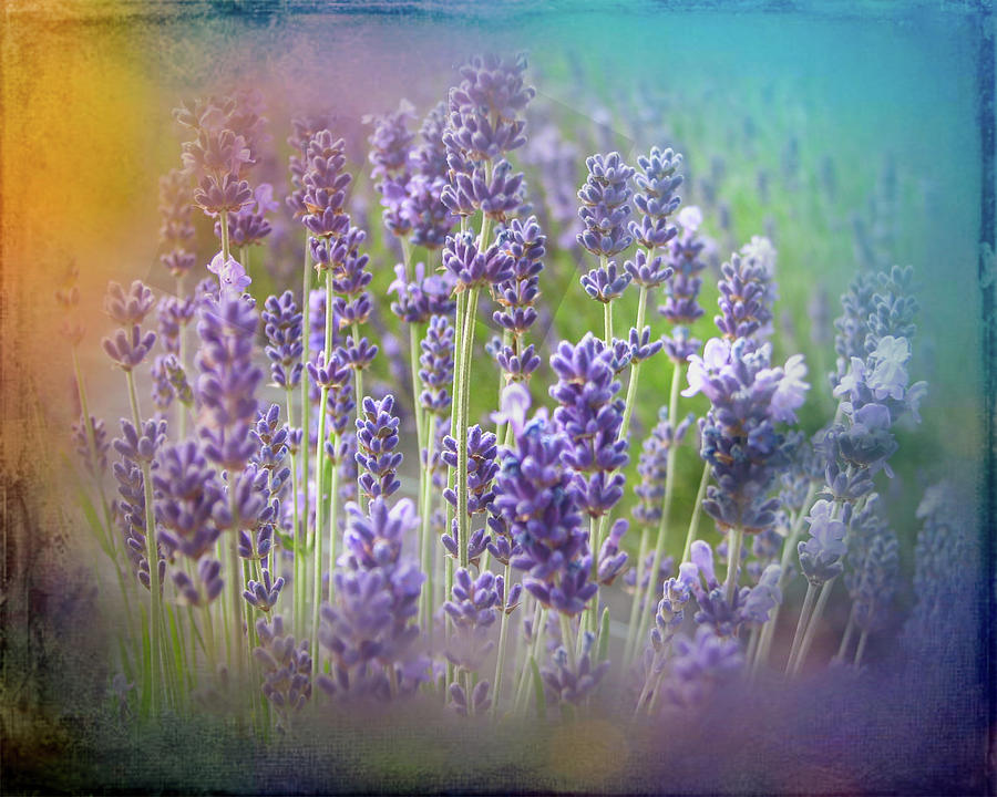 Abstract Lavender #2 Photograph by Sue Leonard