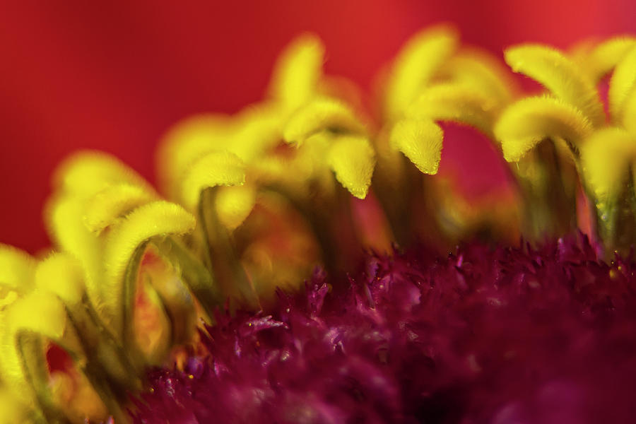 Abstract Macro Flower #1 Photograph by Sandra Js