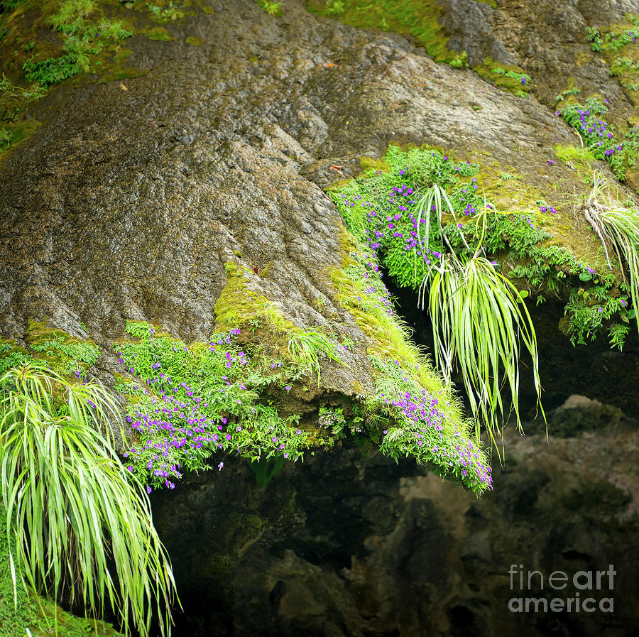 Abstract Nature Background Of Moss And Flowers #1 Photograph by THP Creative