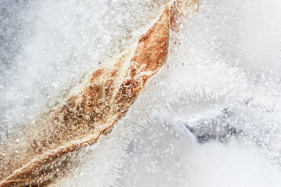 Abstract organic background with ice and leaf frozen #1 Photograph by Cristina Stefan