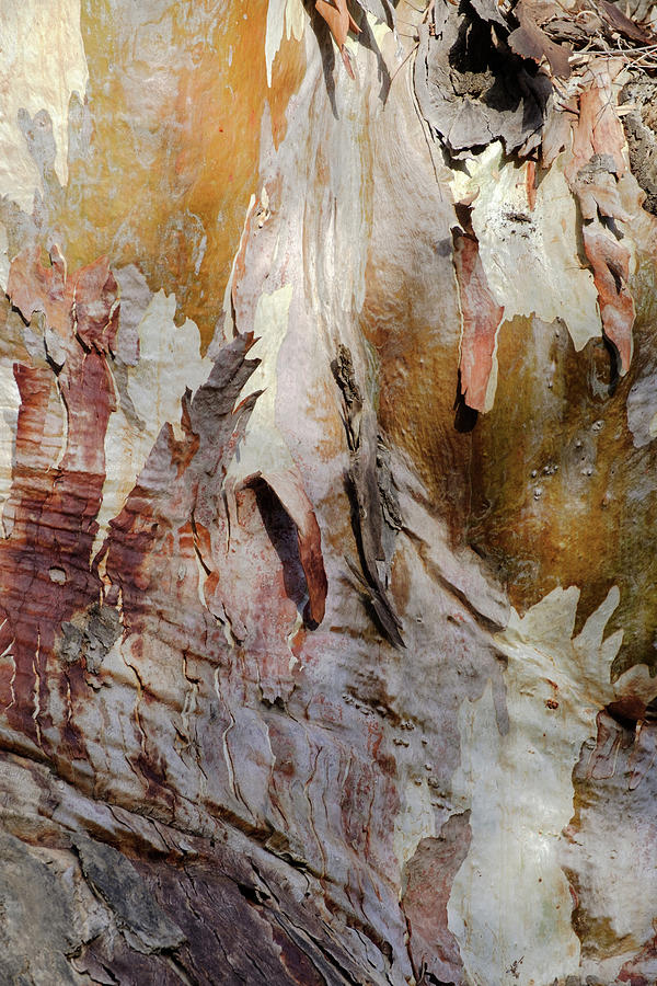 Abstract - Tree bark #1 Photograph by Gary Browne