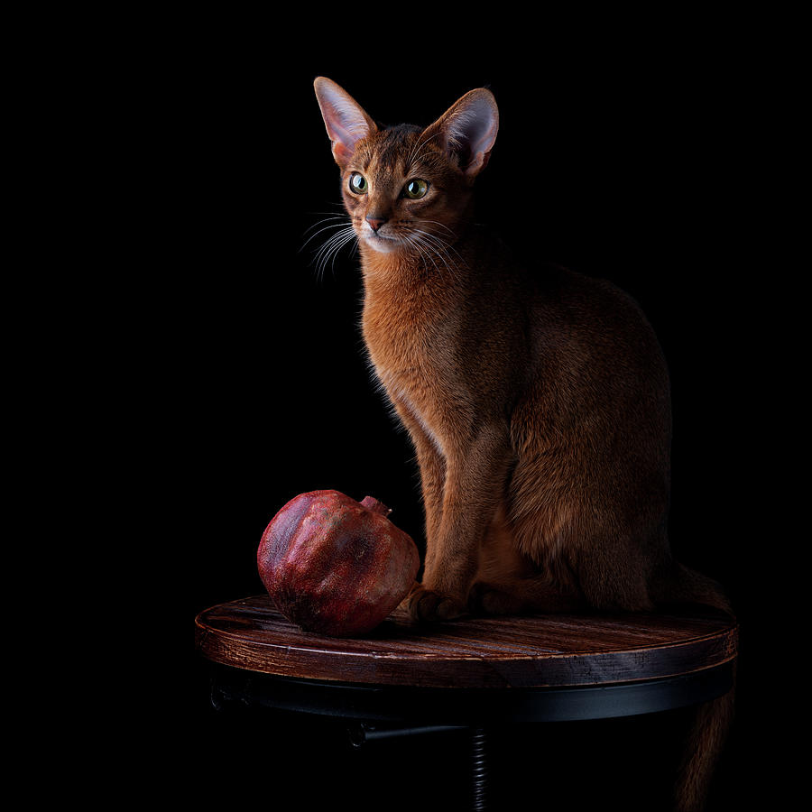 Abyssinian Cat Photograph