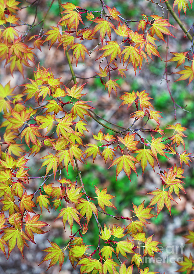 Acer Palmatum Katsura Leaves #2 Photograph by Tim Gainey