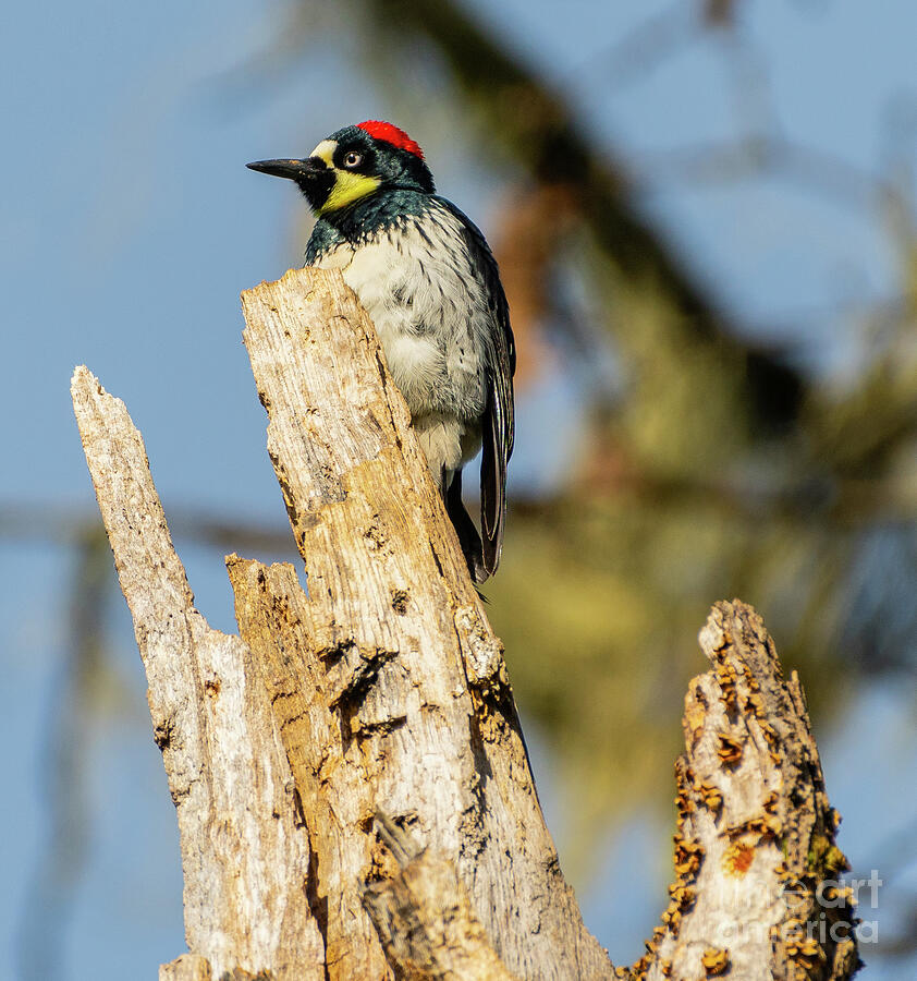Acorn Woodpecker #1 Photograph by Nick Boren