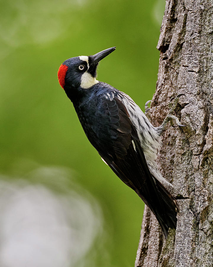 Birds Photograph - Acorn Woodpecker, Sacramento County California by Doug Herr Birds Photograph - Acorn Woodpecker, Sacramento County California by Doug Herr