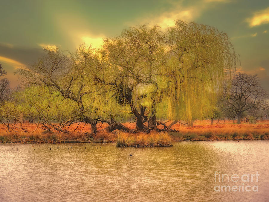 Bushy Park Photograph - Across The Water by Leigh Kemp Bushy Park Photograph - Across The Water by Leigh Kemp