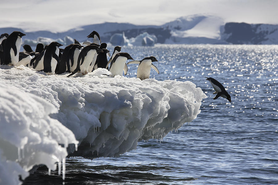 Adelie penguins diving into the sea in Antarctica #1 Photograph by Steve Allen