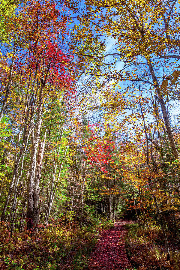 Adirondack Autumn Photograph