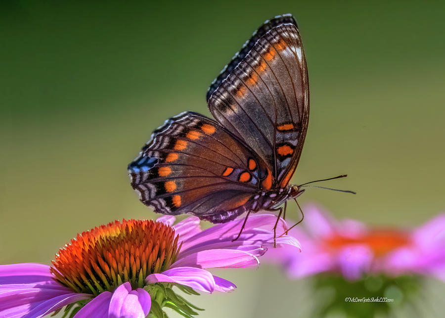 Red Spotted Purple Butterfly Photograph by LeeAnn McLaneGoetz McLaneGoetzStudioLLCcom