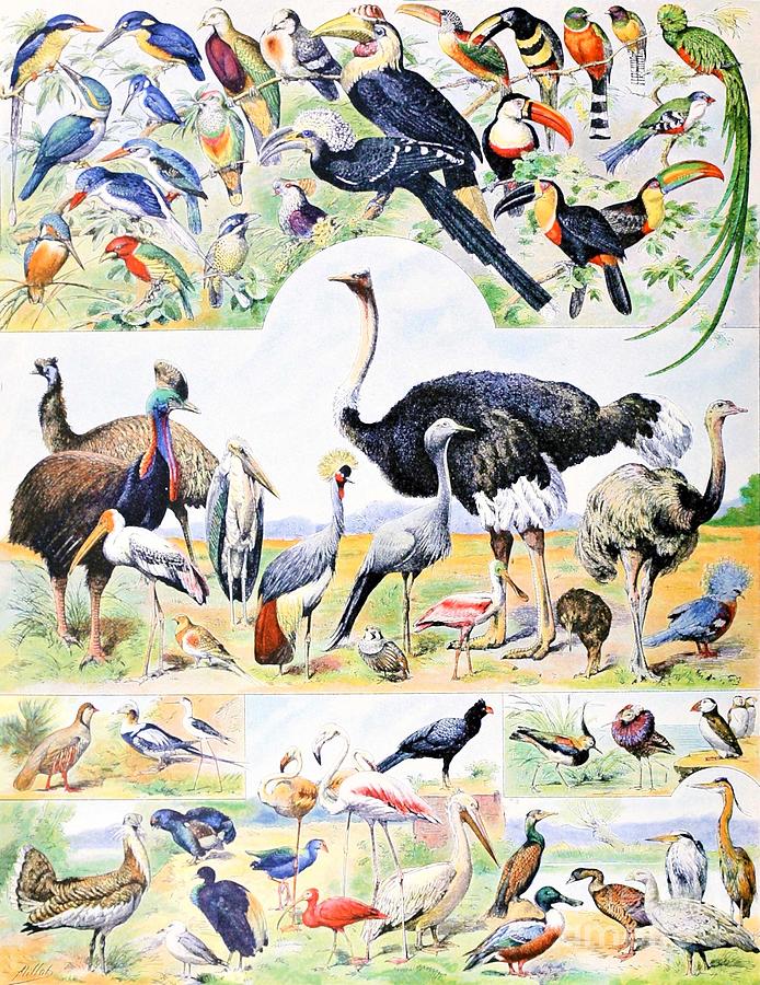 Adolphe Millot - Birds 4 #1 Painting by Alexandra Arts