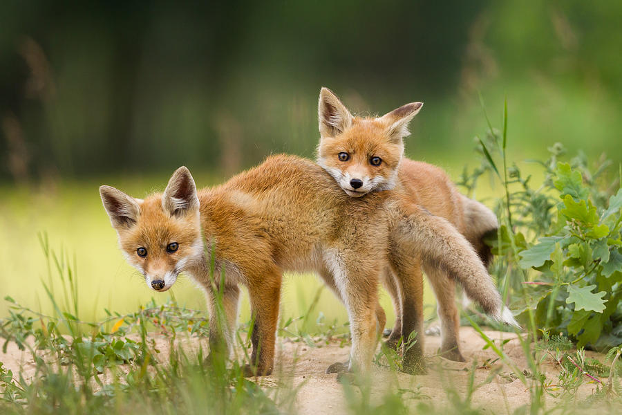 Adorable baby fox pups playing #1 Photograph by DamianKuzdak