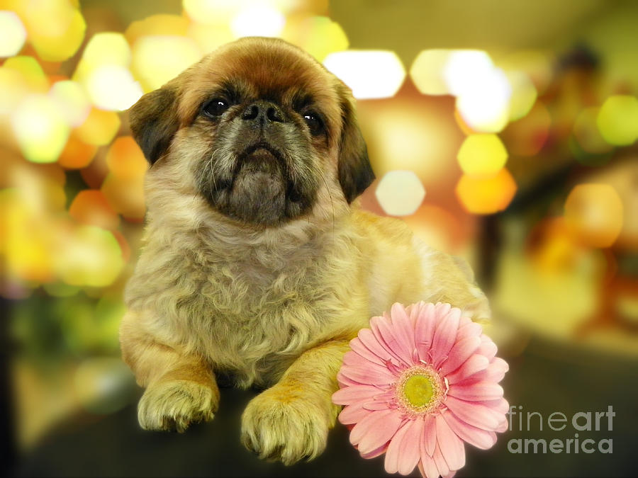 Adorable Pekingese With A Pink Gerber Daisy Photograph