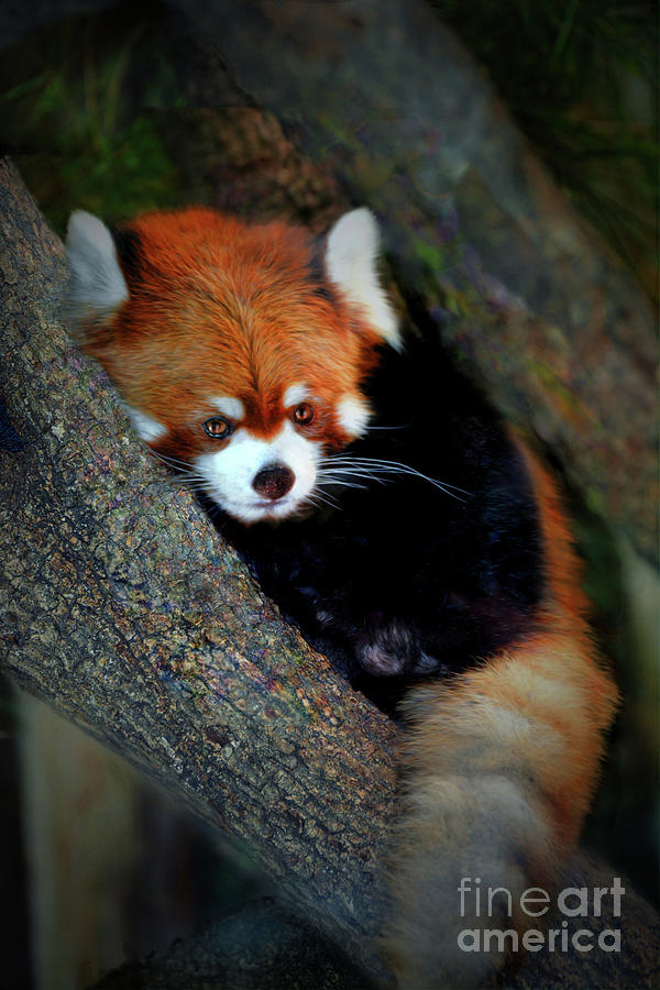 Adorable Red Panda Photograph By Savannah Gibbs Fine Art America