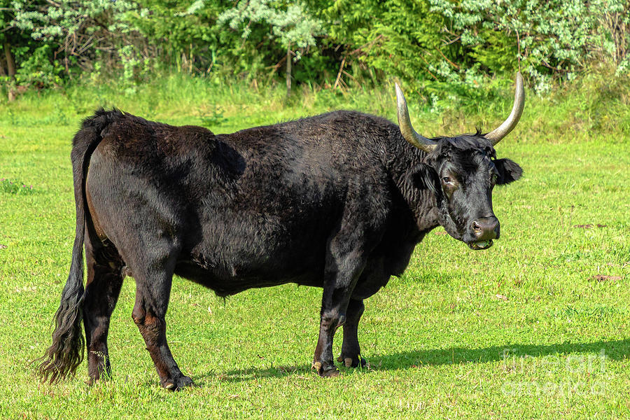 Adult Bull Isolated On The Grass #1 Photograph by Benny Marty