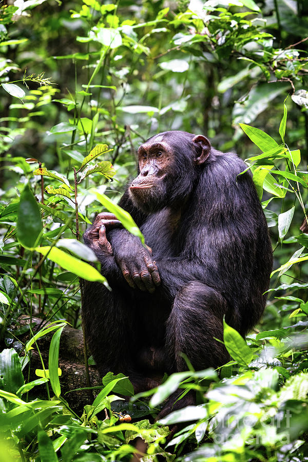 Adult chimpanzee, pan troglodytes, in the tropical rainforest of Photograph by Jane Rix