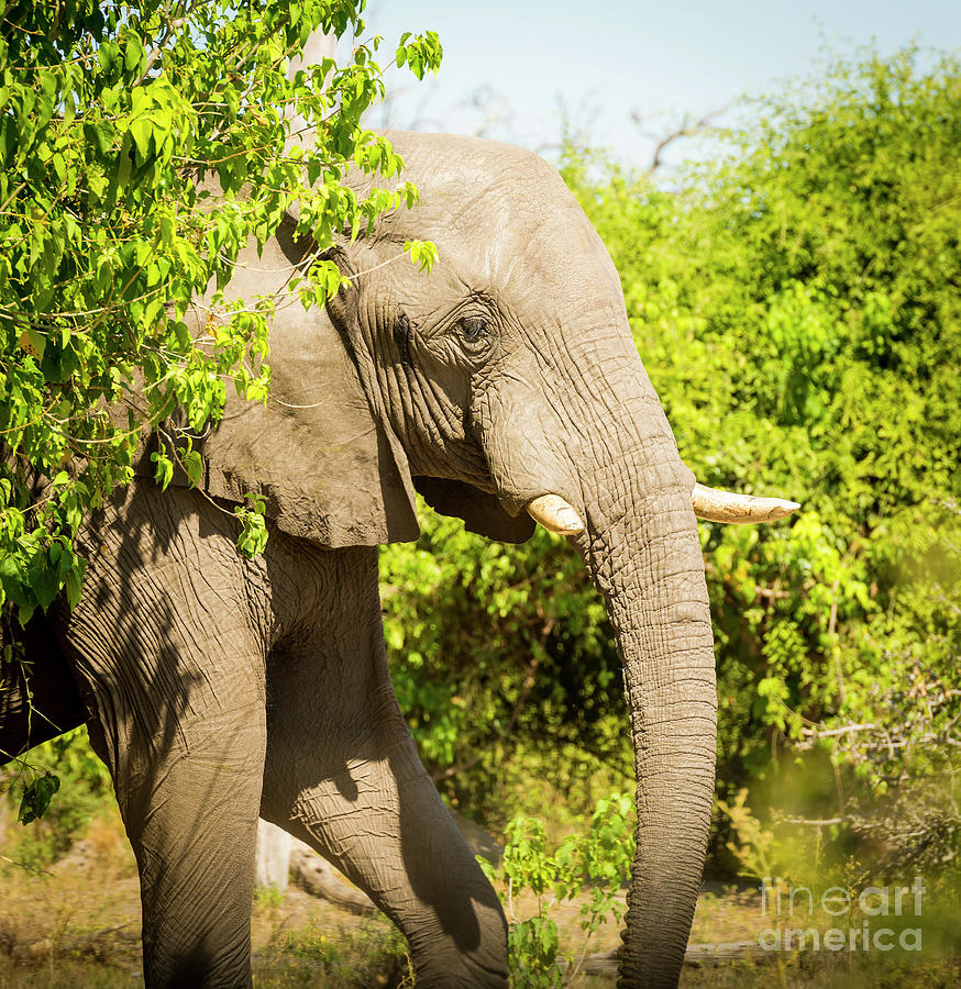 Adult Elephant Portrait Photograph