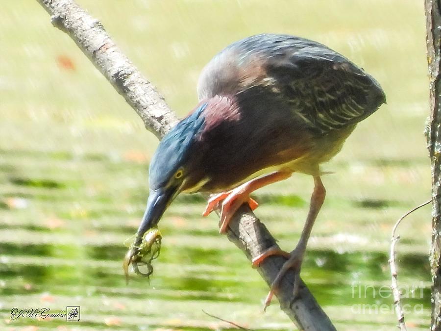 Adult Green Heron #4 Photograph by J McCombie