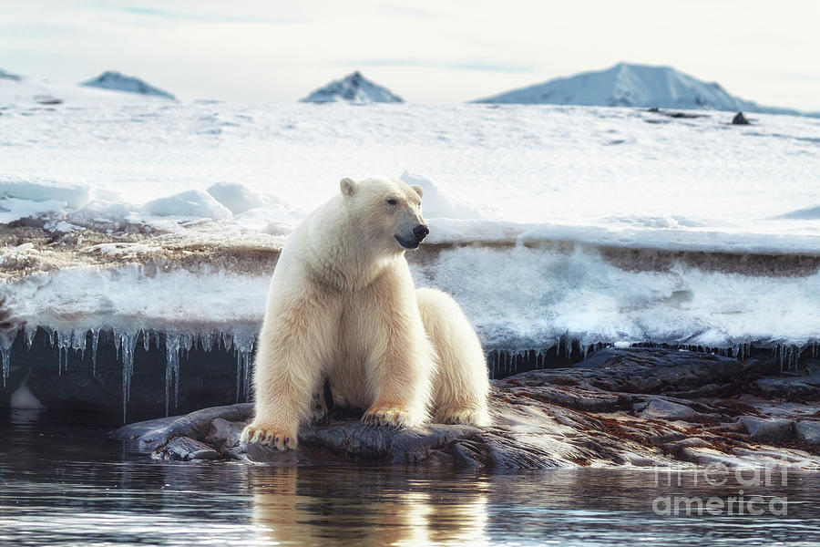 Adult male polar bear at the ice edge in Svalbard #1 Photograph by Jane Rix