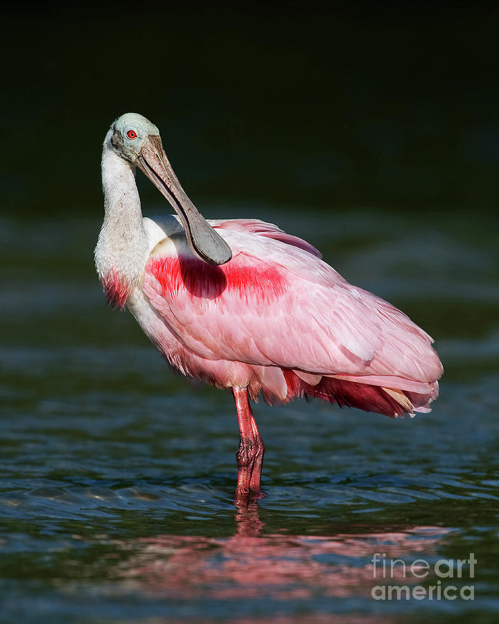 Adult Roseate Spoonbill Portrait Photograph by Troy Lim - Fine Art America