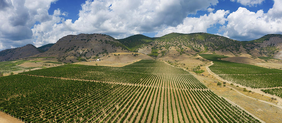 Aerial view of mountain vineyard in Crimea #1 Photograph by Mikhail Kokhanchikov