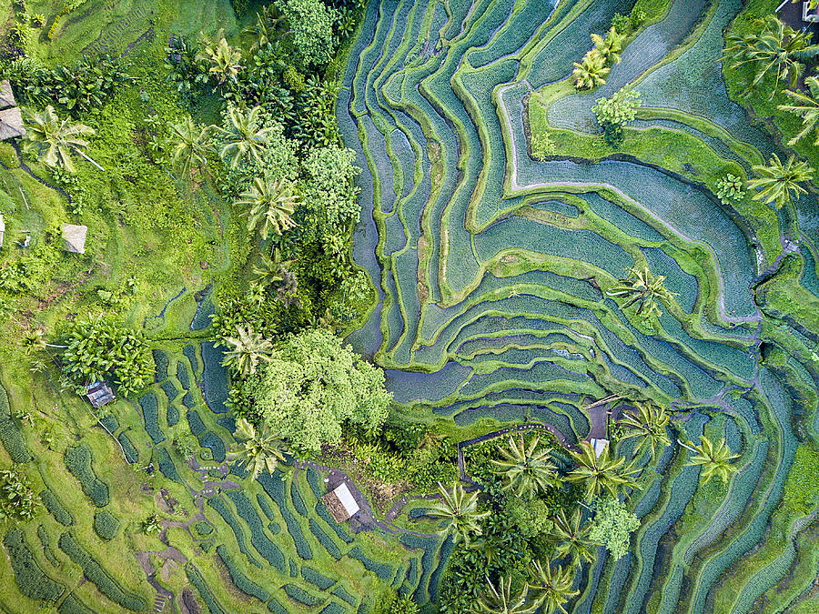 Aerial view of Rice Terrace in Bali Indonesia #1 Photograph by Travelstoxphoto