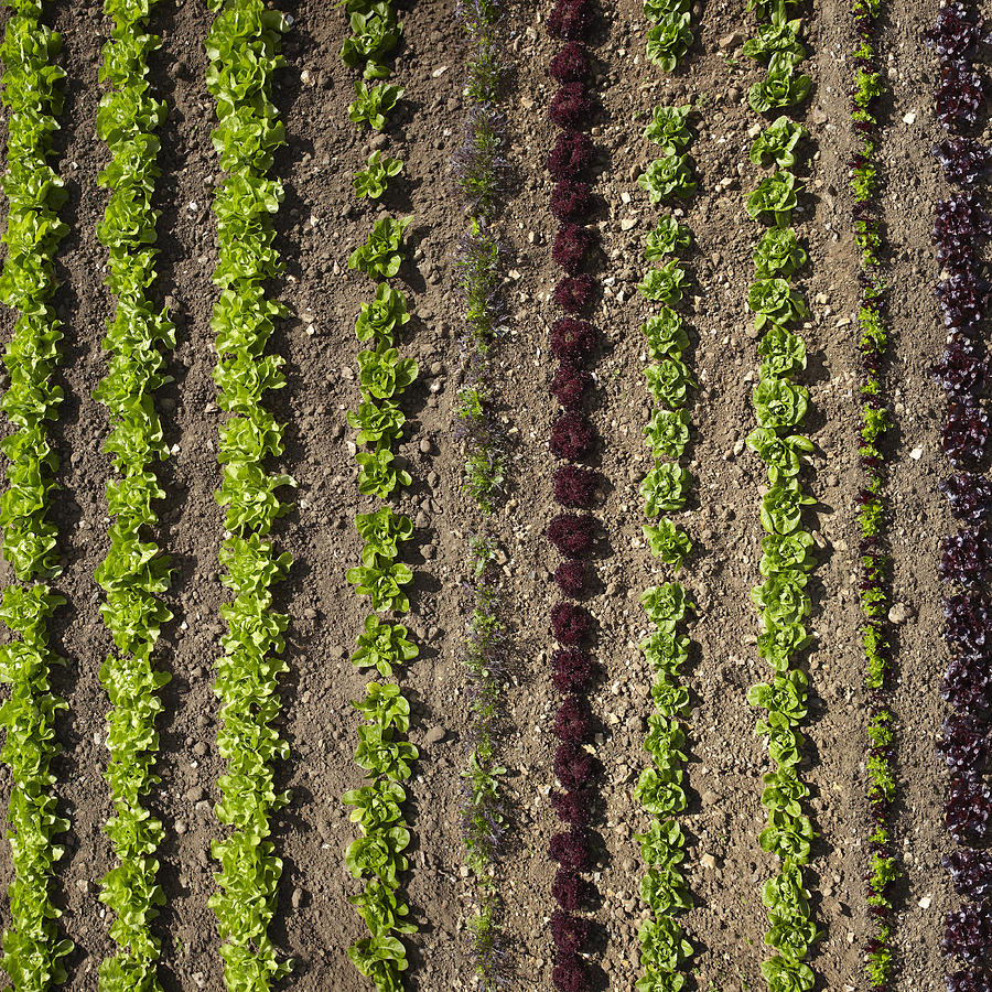 Aerial view of rows of plants #1 Photograph by Tim Macpherson