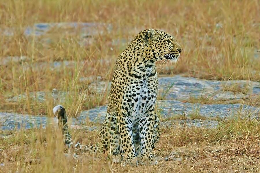 Africa #1 Photograph by John Walsh Africa #1 Photograph by John Walsh