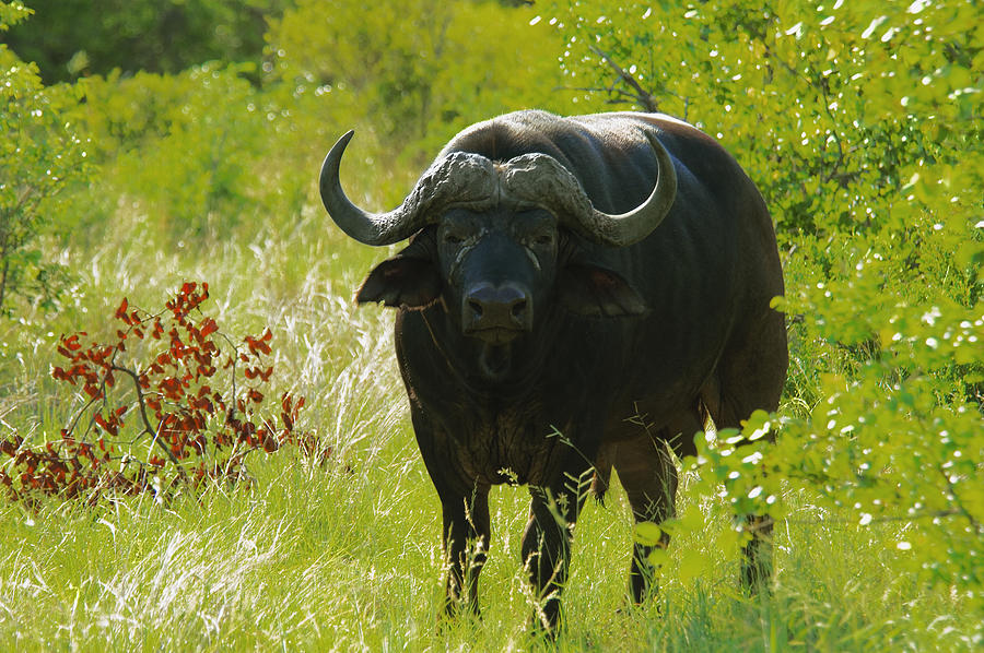 African Buffalo (Syncerus caffer) in a forest, Motswari Game Reserve, South Africa #1 Photograph by Glowimages