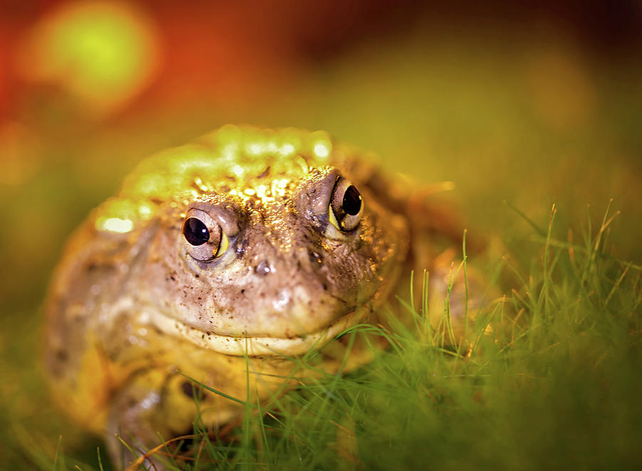 African Bullfrog #1 Photograph by Will Moneymaker African Bullfrog #1 Photograph by Will Moneymaker