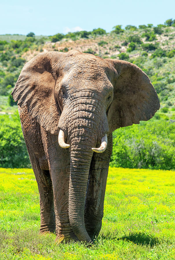 African Bush Elephant #1 Photograph by Matt Swinden