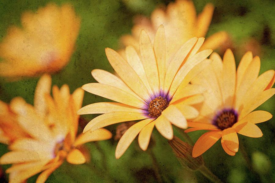 African Daisies. Photograph