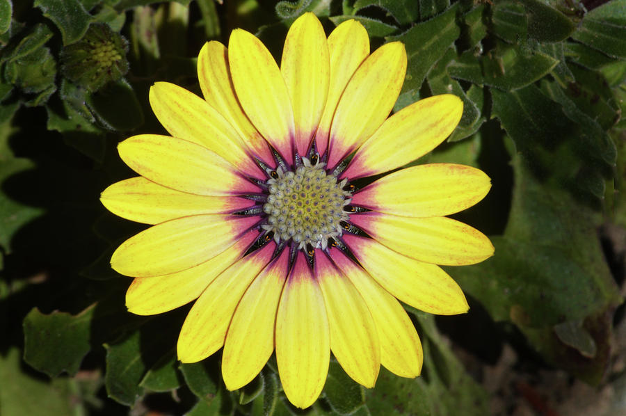 African Daisy. #1 Photograph by Terence Davis