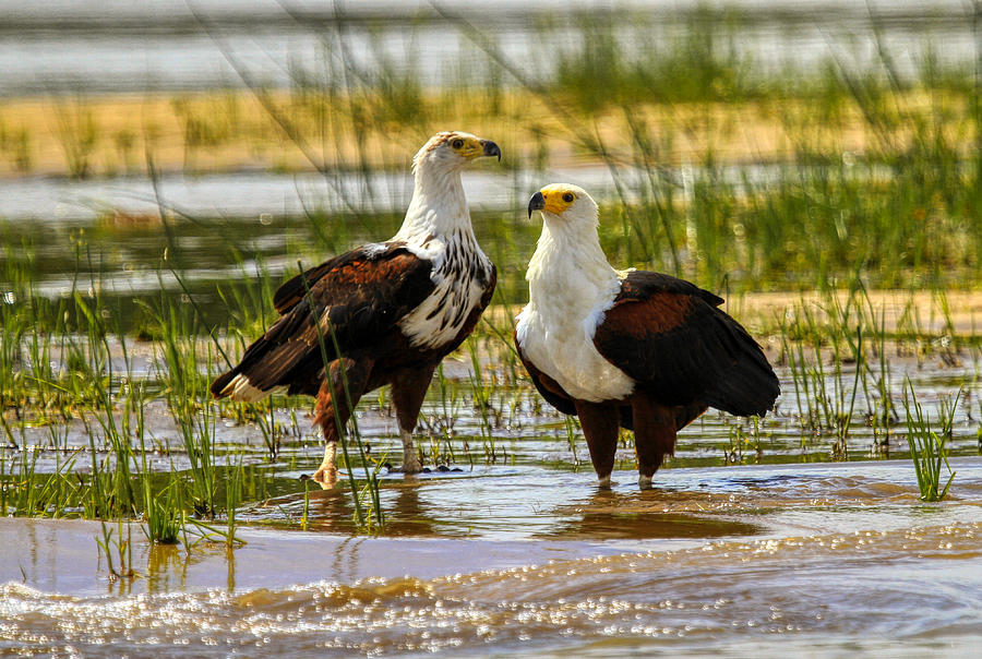 African Fish Eagles - Selous Photograph by Gene Taylor