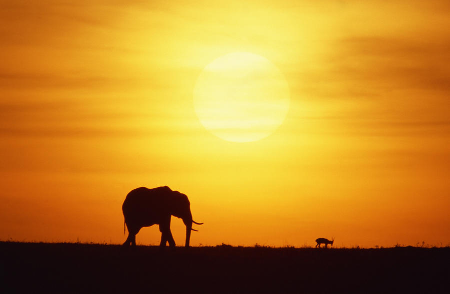 African elephant at sunset , Kenya , Africa #1 Photograph by Comstock Images