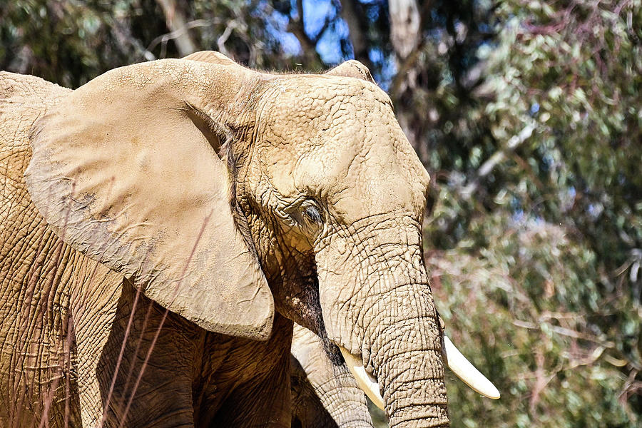 African Elephant #1 Photograph by Ed Stokes