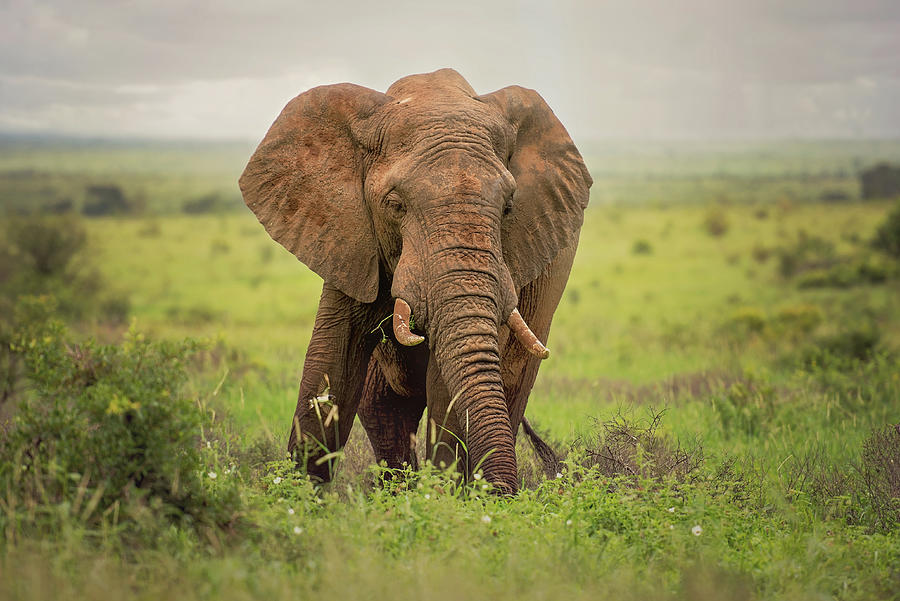 African Elephant Photograph by Lauren Pretorius