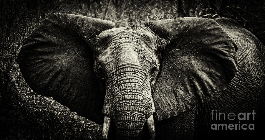 African Elephant #1 Photograph by Lev Kaytsner