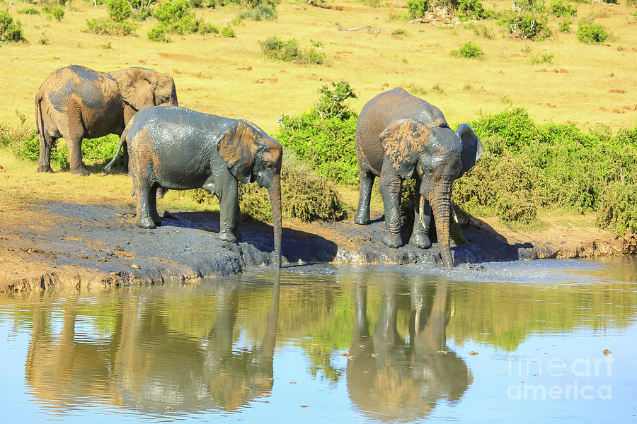 African Elephants drinking #1 Digital Art by Benny Marty