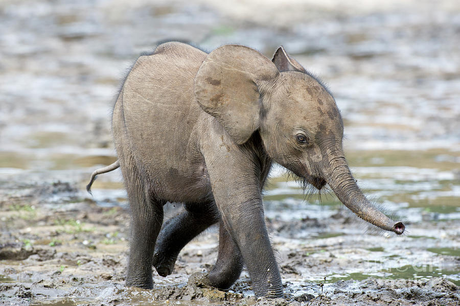 Young African Forest Elephant Photograph by Tony Camacho - Fine Art America