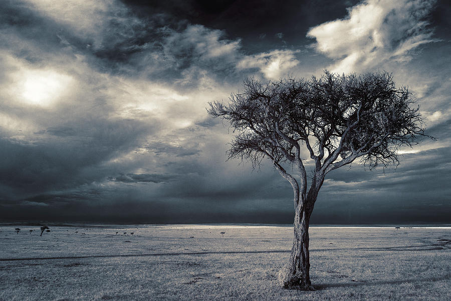 Black And White Photograph - Acacia tree under dramatic skies - color-toned infrared by Murray Rudd