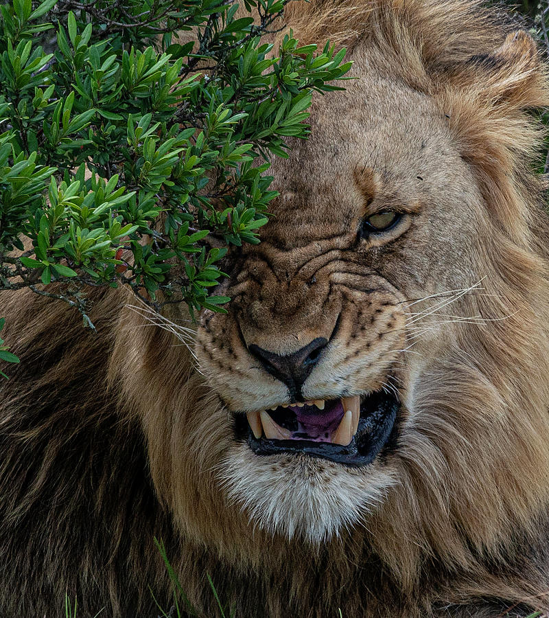 African Lion Growling #1 Photograph by Matt Swinden