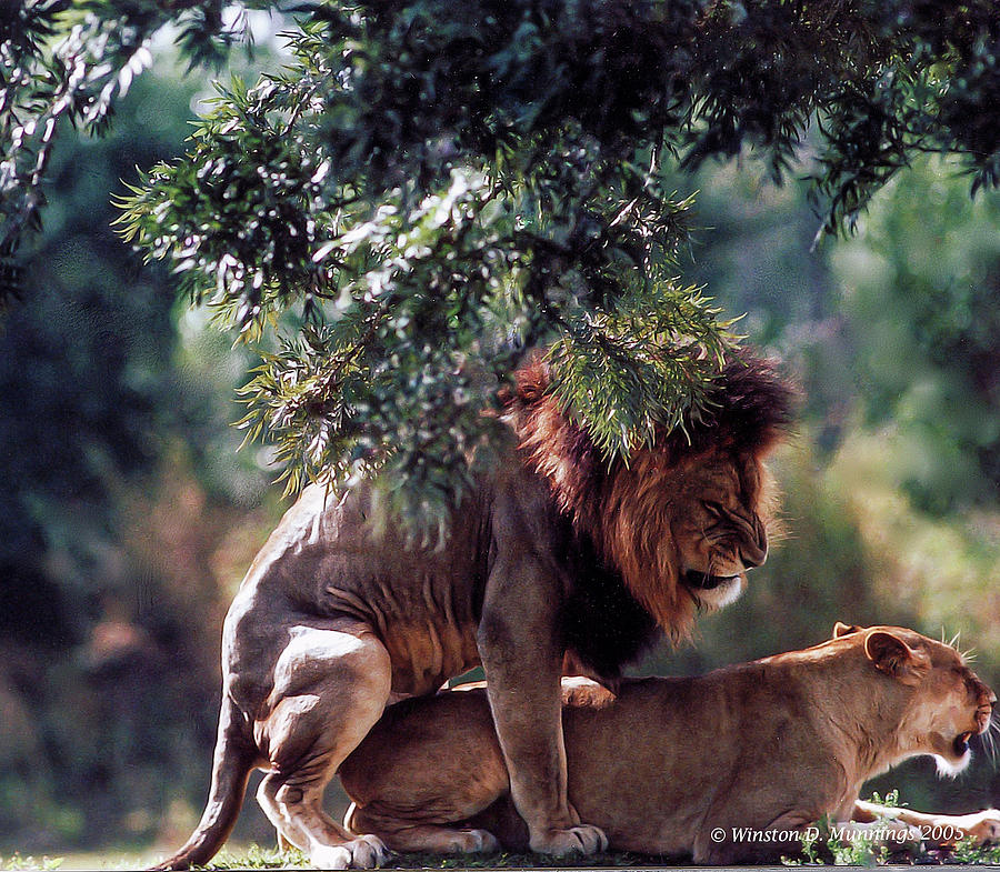 African Lion Mating Photograph by Winston D Munnings