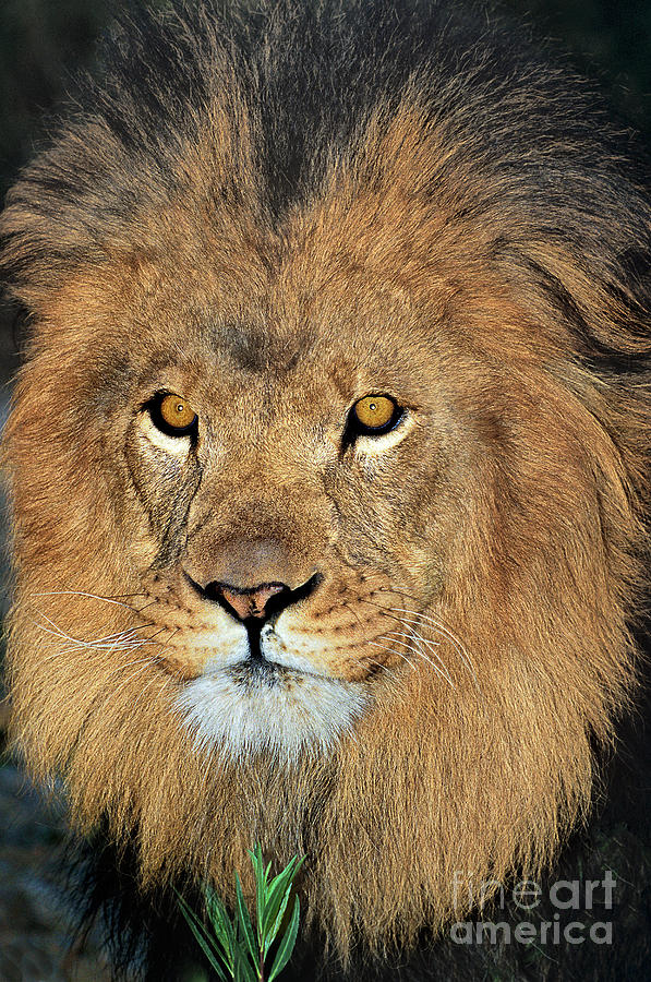African Lion Portrait Wildlife Rescue #1 Photograph by Dave Welling